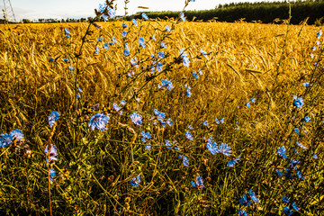 yellow flowers on a background of blue sky