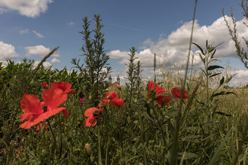 poppies in a field
