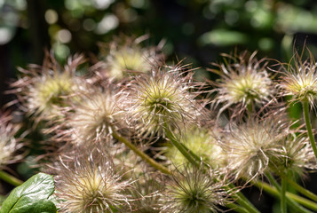flower of the pasqueflower in the garden