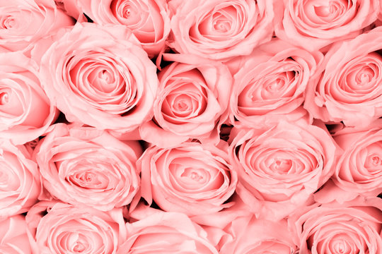 Top view on a bouquet of pink roses. Natural flowers background