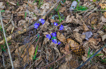 The first purple flowers of the Hepatika make their way through last year's leaves in the forest, in early spring.