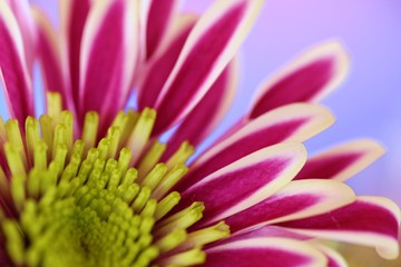 Chrysanthemum striped  flower macro on a blurred lilac background. Floral bright background. Spring delicate floral background.Detail of  striped Chrysanthemum Flower Head Closeup Background