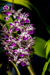 Fototapeta premium Photo of beautiful flowers with a dedicated place for text. Greeting card for your girlfriend. Valentine's Day. Love.