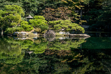 Fototapeta na wymiar Natural green trees in a Japanese garden
