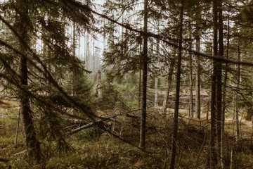 Fototapeta premium Woods