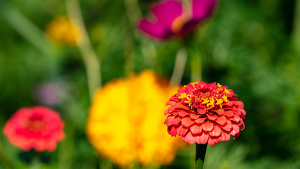 colourful blossoms, yellow, red, orange, purple