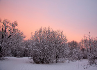 Snow-covered Park on the background of a gentle dawn