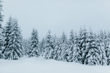 Naklejka premium Snow Landscape