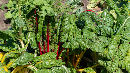 green plant in the garden with red flower stalk