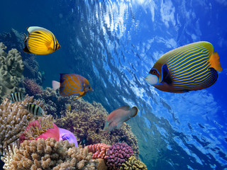 Red Sea coral reef with hard coral and Emperor Angelfish © vlad61_61