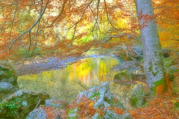 Autumn colored creek side trees