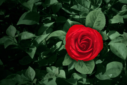 Red rose flower and green leaves
