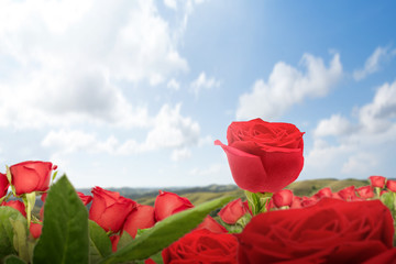 Red rose flower on the field