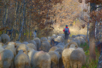 Shepherd and sheep flock in forest