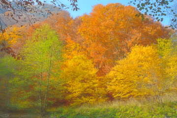 Color autumn forest tree canopy