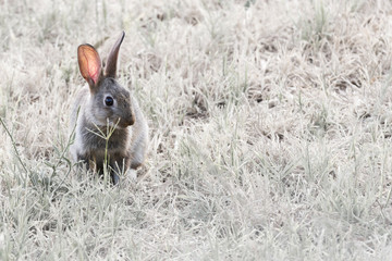 Grey rabbit in natural grassland. Backlit with pink ears.