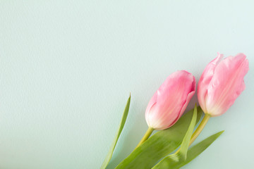 ピンクのチューリップとパステルカラーの背景