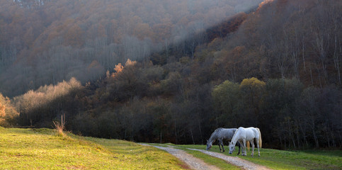 Horses grazing in shade of autumn woods