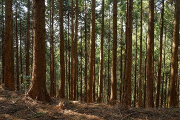 Obraz premium 杉林