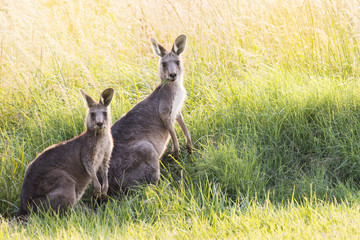 Fototapeta premium Eastern grey kangaroos eating grass in the wild. Mother and joey.