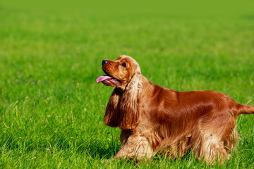 Dog breed english cocker spaniel