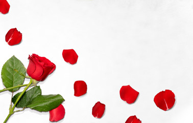 Fototapeta na wymiar Red rose and rose petals on the floor