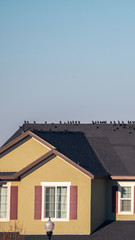 Vertical House with birds on the roof day light