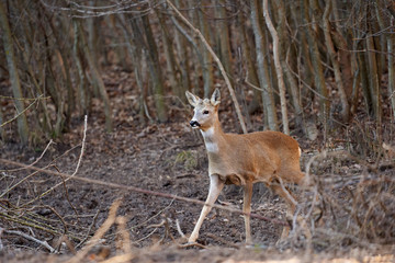 Roe buck in the forest