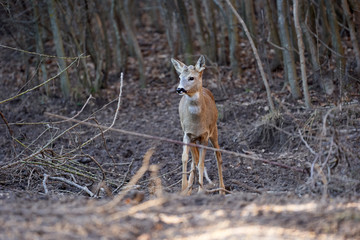 Roe buck in the forest