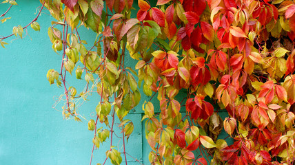 beautiful bright multi-colored carpet of falling branches of grapes with red and yellow leaves on a background of a metallic blue wall in autumn day