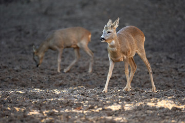 Fototapeta premium Roe buck in the forest