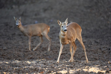 Roe buck in the forest
