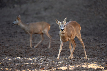 Fototapeta premium Roe buck in the forest