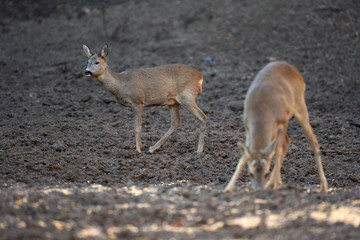 Fototapeta premium Roe buck in the forest