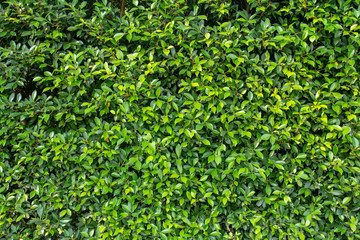Fototapeta na wymiar Natural green leaves wall texture background