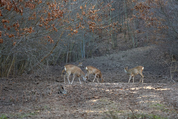 Roe buck in the forest