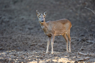 Young roe deer