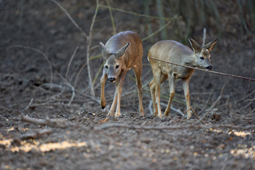 Roe buck in the forest
