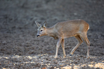 Young roe deer