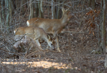 Roe buck in the forest