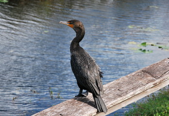 Anhinga in Everglades National Park, Florida