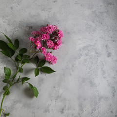 Pink flowers on gray concrete background.Copy space.