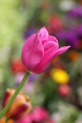 Tulipe
