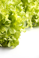 Close up Raw Fresh Green oak lettuce on white background and have copy space. One of the most popular vegetables for salad menus.