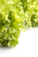 Close up Raw Fresh Green oak lettuce on white background and have copy space. One of the most popular vegetables for salad menus.