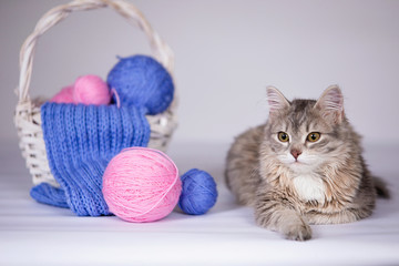 Fototapeta na wymiar Gray cat and wool ball.