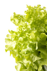 Close up Raw Fresh Green oak lettuce on white background. One of the most popular vegetables for salad menus.