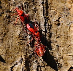 Red cotton Bug carrying an injured bug in a garden