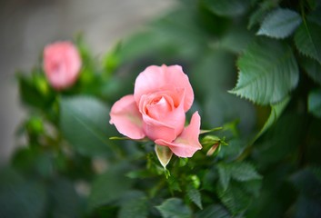 pink rose in garden