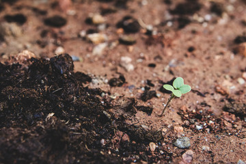Plant sprouting from soil in garden.